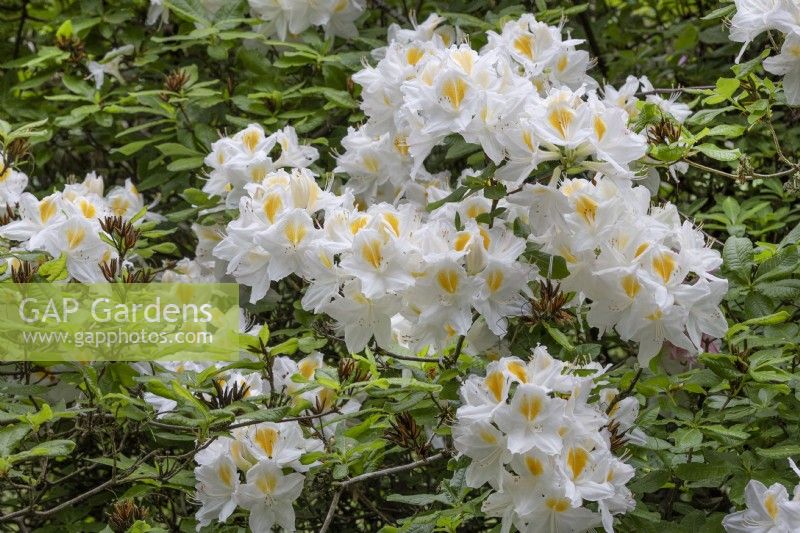 Rhododendron 'Persil', mai 