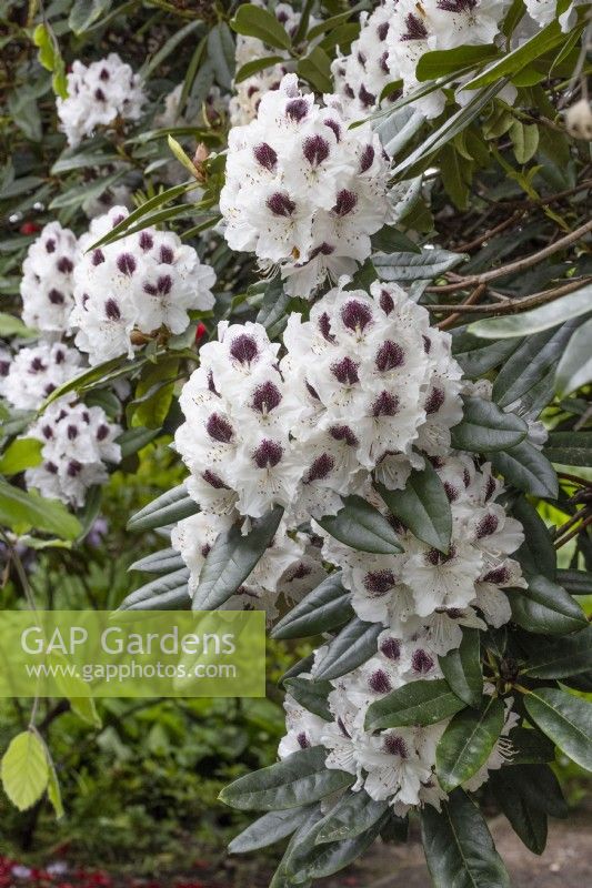 Rhododendron 'Sappho', mai 