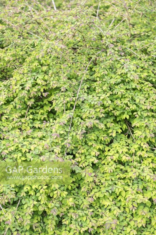 Symphoricarpos x chenaultii 'Hancock' myrtille rose 