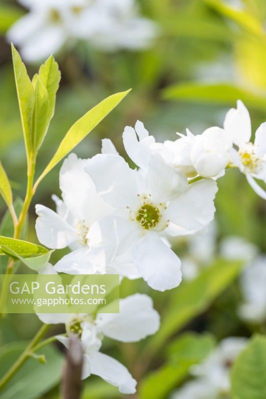 Exochorda racemosa 'Niagara' 