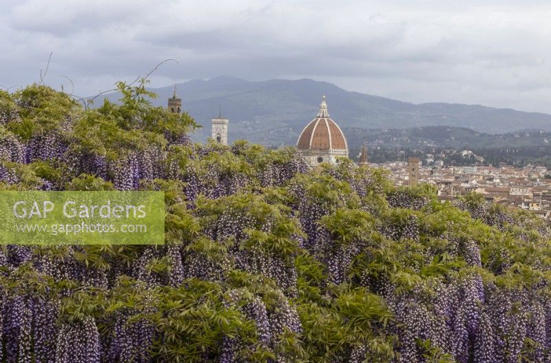 Une vue sur la Wisteria Arbour en pleine floraison jusqu'à la ville de Florence derrière avec le Duomo dominant l'horizon. Jardins Bardini, Florence. Printemps. Avril. 