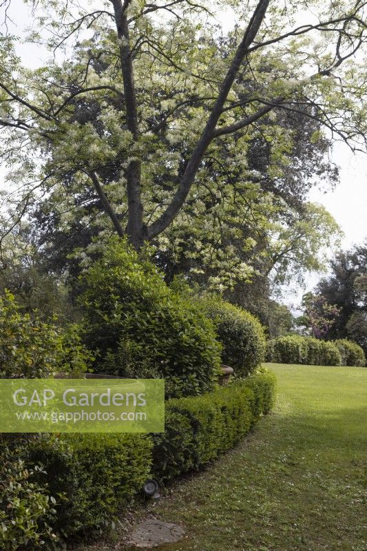Le jardin anglais ou jardin en bois anglais dans les jardins Bardini, Florence. Printemps, avril. 