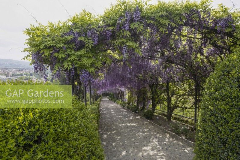 Une vue sur la Wisteria Arbour en pleine floraison. Deux arbustes trônent de part et d'autre de l'entrée. Jardins Bardini, Florence. Avril. Printemps. 