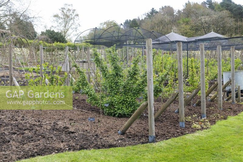 Harrogate Yorkshire UKRHS Harlow Carr Jardins. Potagers. Supports pour vignes et arbustes fruitiers palissés. 