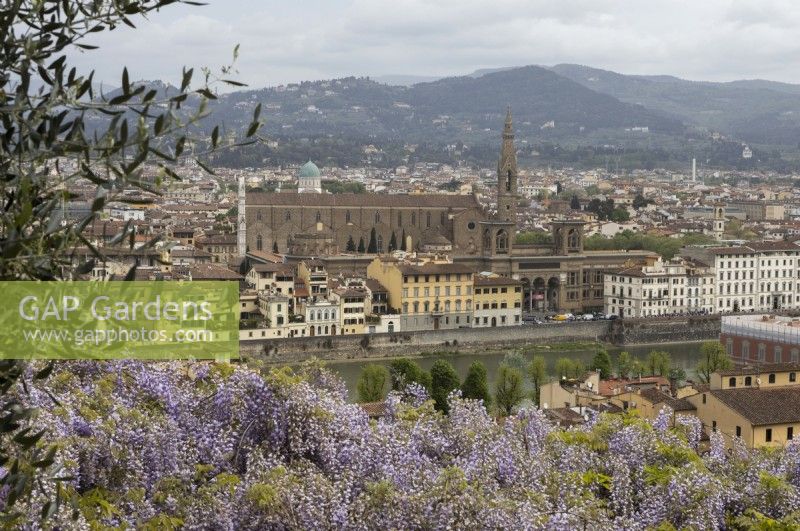 Une vue sur la Wisteria Arbour en pleine floraison, sur la ville de Florence derrière avec la basilique de Santa Croce dominant l'horizon. Jardins Bardini, Florence. Printemps. Avril. 