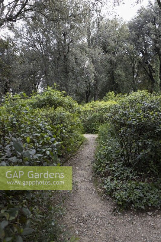 Un étroit chemin de gravier serpente à travers les arbustes et les arbres dans le jardin anglais des jardins Bardini, à Florence. Avril. Printemps. 