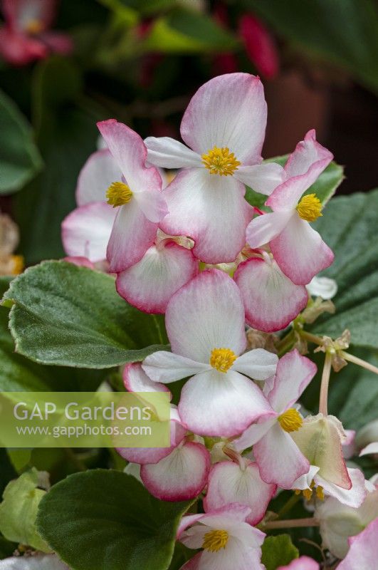 Begonia semperflorens Volumia Rose Bicolore 
