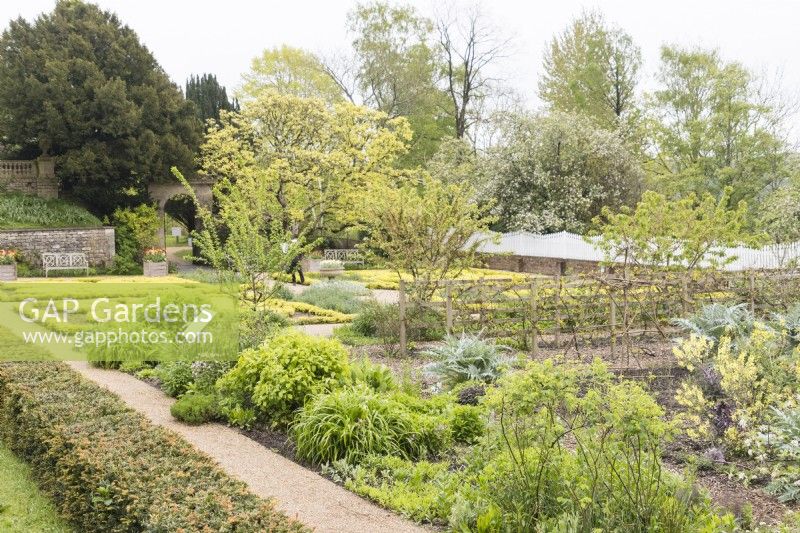 Le jardin fruitier et potager du Mount Vernon Garden avec clôture peinte en blanc et parterre en arrière-plan. Peut. Printemps 