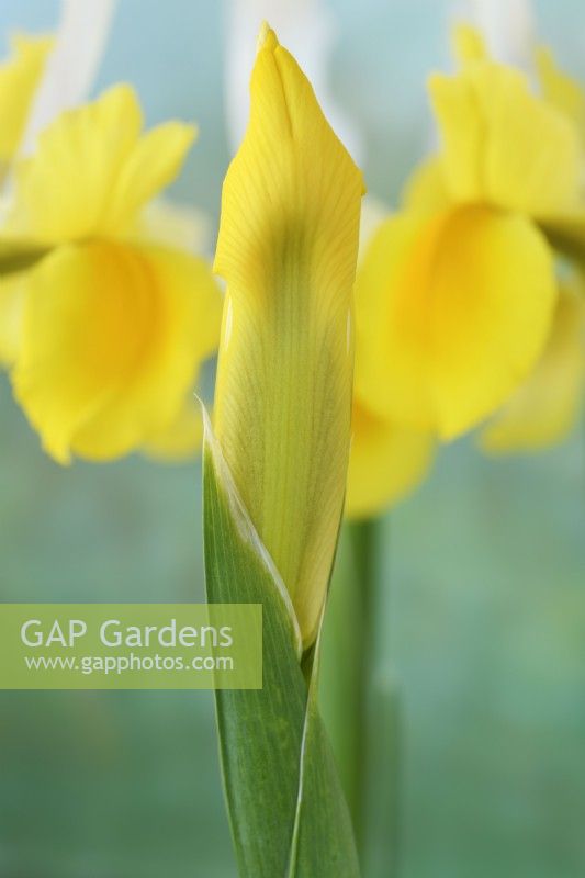 Iris 'Montecito' bouton floral d'iris hollandais mai 