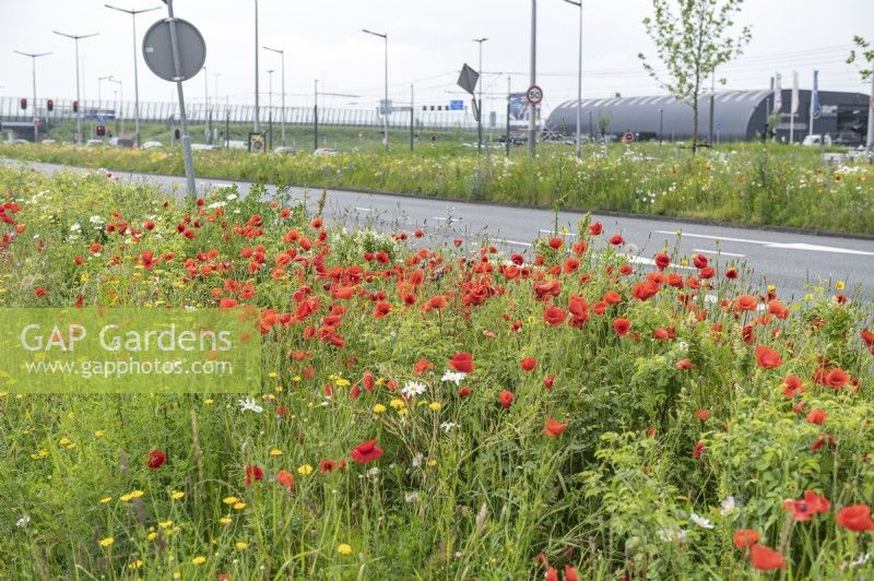 Amsterdam Pays-Bas Plantation en bordure de route. À la périphérie de la ville, un accotement d’une route a été planté d’un océan de fleurs pollinisatrices. 