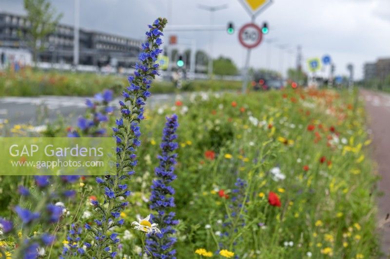 Amsterdam Pays-Bas Plantation en bordure de route. À la périphérie de la ville, un accotement d’une route a été planté d’un océan de fleurs pollinisatrices. 