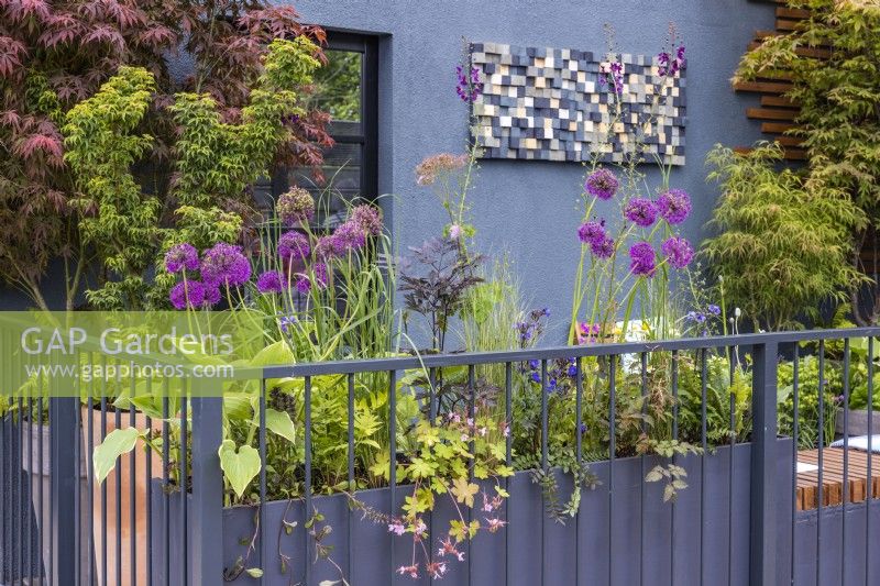 Vue sur la balustrade vers le jardin du balcon avec décoration murale et Allium fleuri, Acer palmatum et plantes vivaces cultivées en pot. Balcon Urban Roots - Bord Bia Blooom 2023 