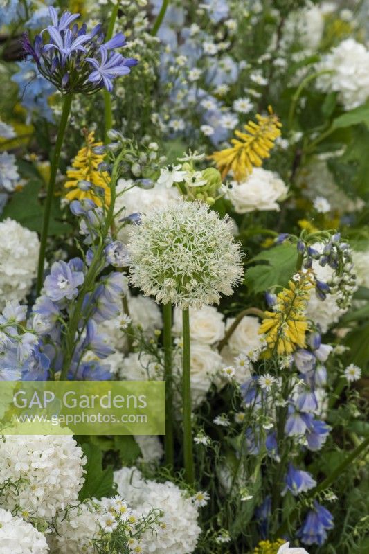 Un jardin créé par des fleuristes à partir de fleurs coupées populaires telles que l'Allium stipitatum 'White Giant''. 
