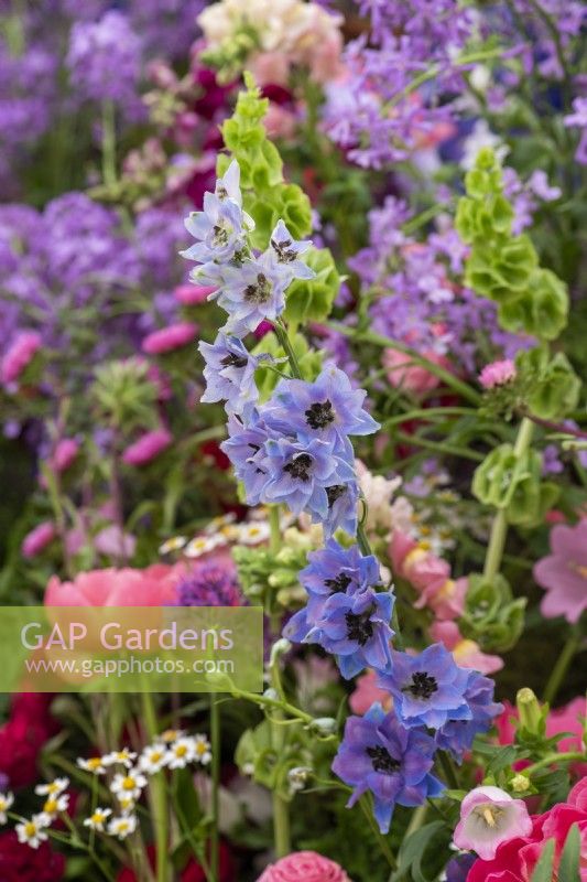 Un jardin créé par des fleuristes à partir de fleurs coupées populaires telles que le pied d'alouette. 