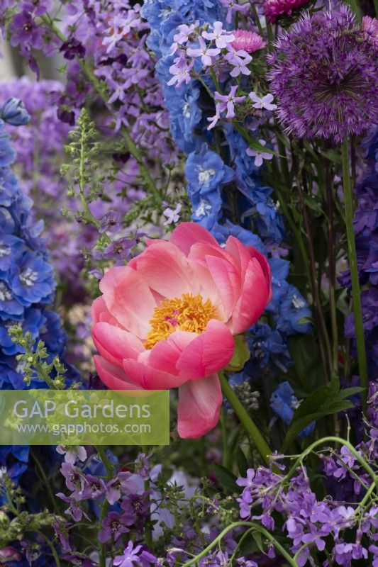 Un jardin créé par des fleuristes à partir de fleurs coupées populaires comme la pivoine. 