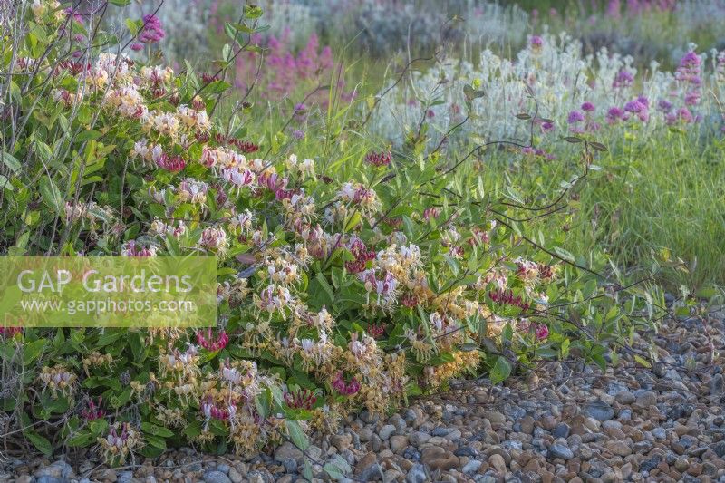 Lonicera periclymenum - Chèvrefeuille commun - floraison au sol en été - juin 