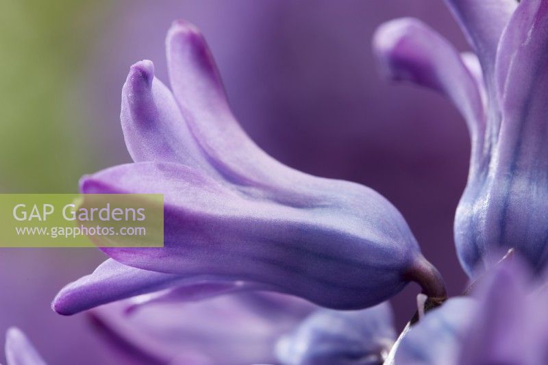 Hyacinthus Violetti Étoile 