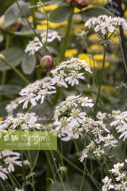Orlaya grandiflora - dentelle blanche - mai 
