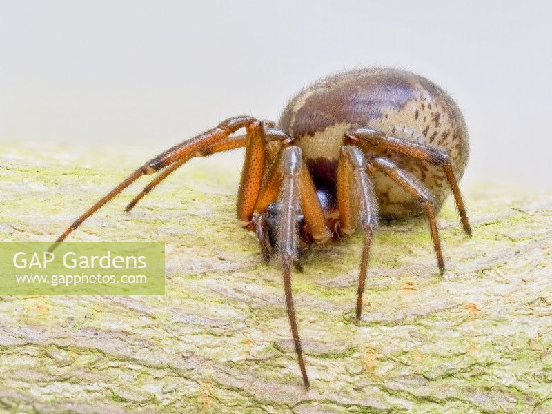 Steatoda nobilis - Fausse araignée veuve 