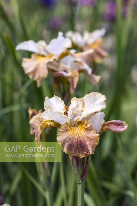 Iris sibirica 'Grainures Orange' 