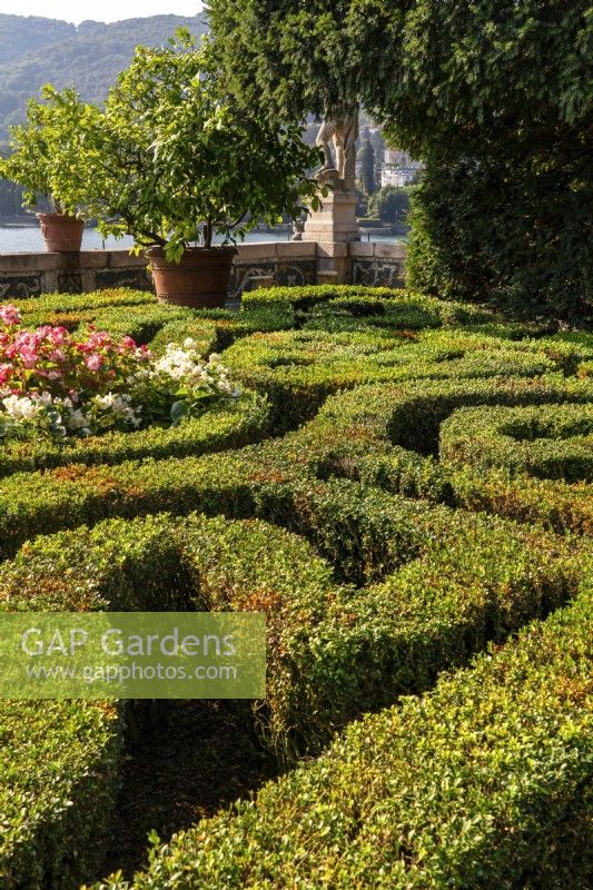 Ornement de buis coupé dans le jardin de l'amour - Giardino d'Amore sur la partie sud du jardin baroque formel de style italien Isola Bella.Automne de septembre 