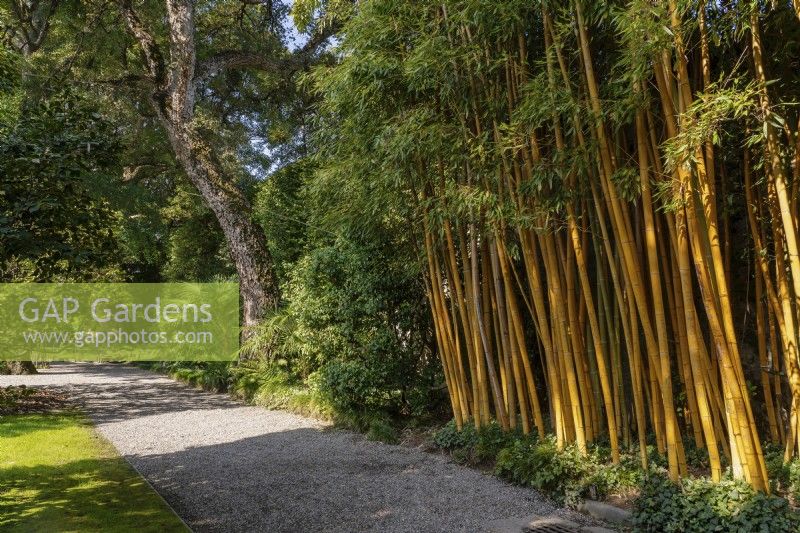 Bambous, Phyllostachys aureosulcata le long du chemin de gravier dans la partie ouest du jardin Isola Bella. 