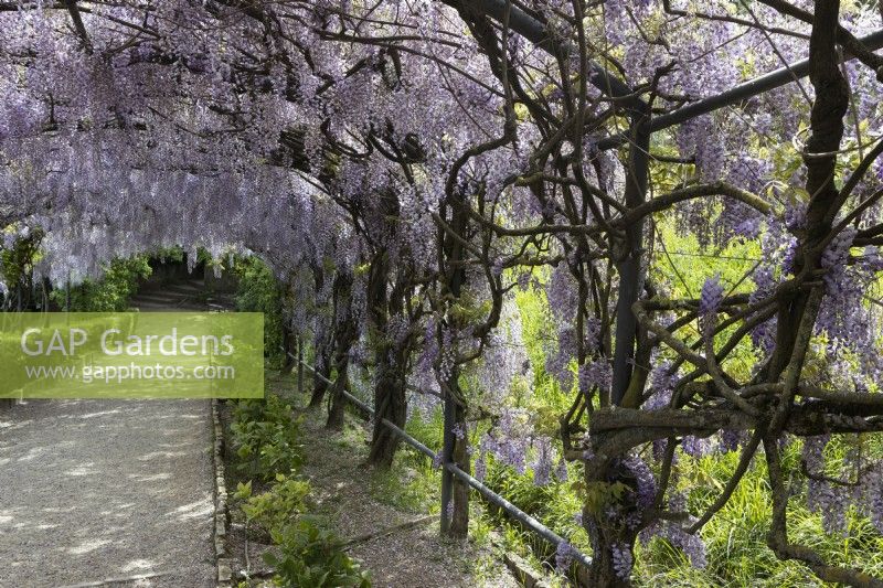 Une vue sur la Wisteria Arbour en pleine floraison. Jardins Bardini, Florence. Printemps. Avril. 