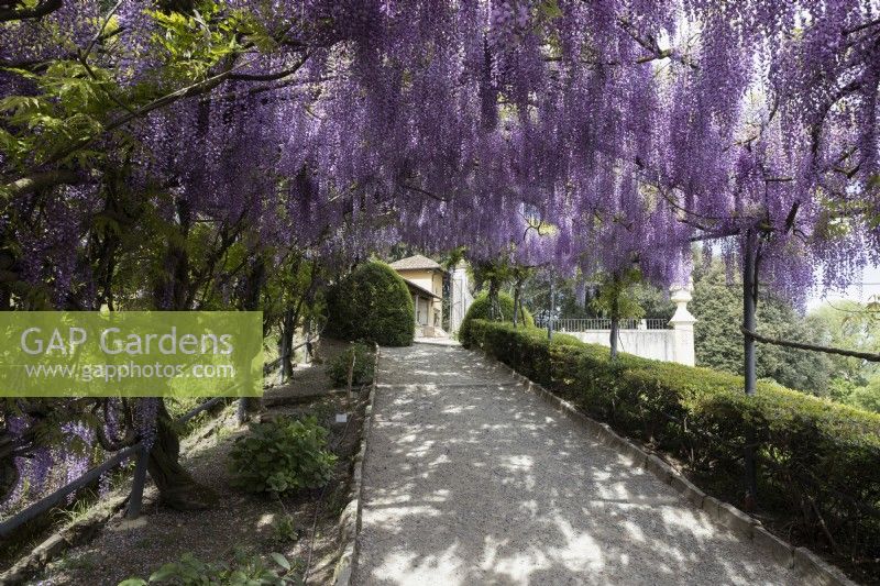 Une vue sur la Wisteria Arbour jusqu'au Belvédère et à la loggia. Jardins Bardini, Florence. Printemps, avril. 