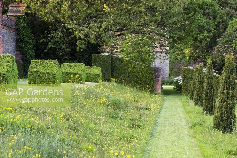 Chemin tondu à travers l'herbe longue parsemée de renoncules et de hochet jaune et bordée d'ifs fastigiés à Preen Manor en mai 