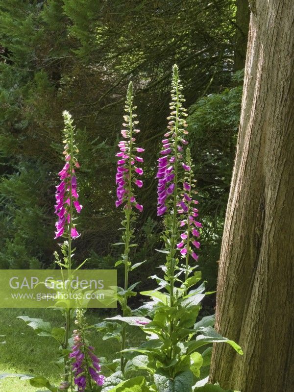 Digitalis 'Purpurea' - digitales communes à côté du tronc de cèdre dans un jardin boisé 