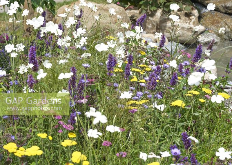 Mélange de plantes vivaces colorées, les plantes comprennent : Linum perenne blanc - Lin avec Agastache pourpre et Achillea mixte, été juin 