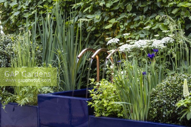 Des jets d'eau en métal se vident dans un pot en fibre de verre bleu avec des pots plantés de chaque côté, dont Orlaya grandiflora et Iris sibirica - 'The Water Saving Garden' - designer Sam Proctor - RHS Chelsea Flower Show 2024 