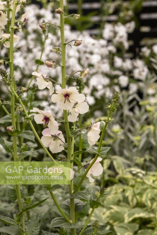 Verbascum blattaria f. albiflorum - molène à fleurs blanches - mai 