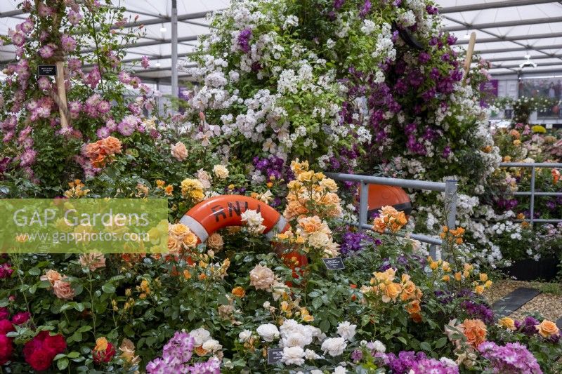 Lancement de la RNLI 200TH « with courage » Floribunda Rose sur le stand Peter Beales dans le grand chapiteau du RHS Chelsea Flower Show. 