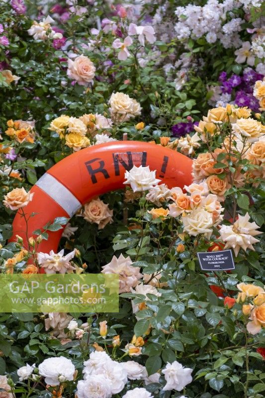 Lancement de la RNLI 200TH « with courage » Floribunda Rose sur le stand Peter Beales dans le grand chapiteau du RHS Chelsea Flower Show. 