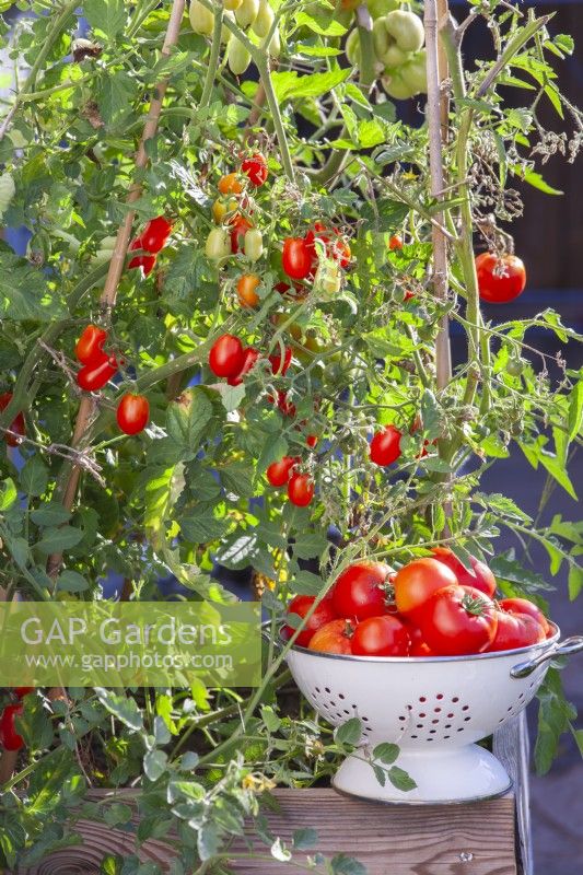 Une passoire avec des tomates mûres juste cueillies poussant dans un grand pot en bois. 