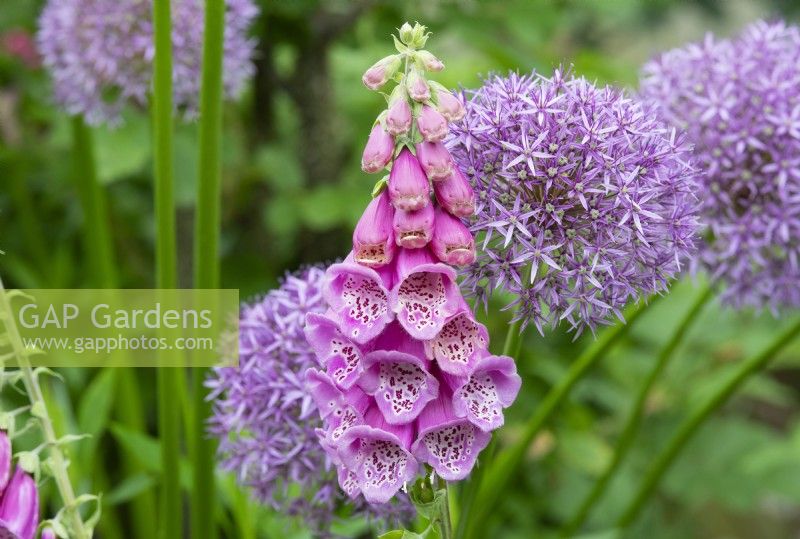 Digitalis purpurea et Allium 'Purple Sensation' - Digitale et Alliums 