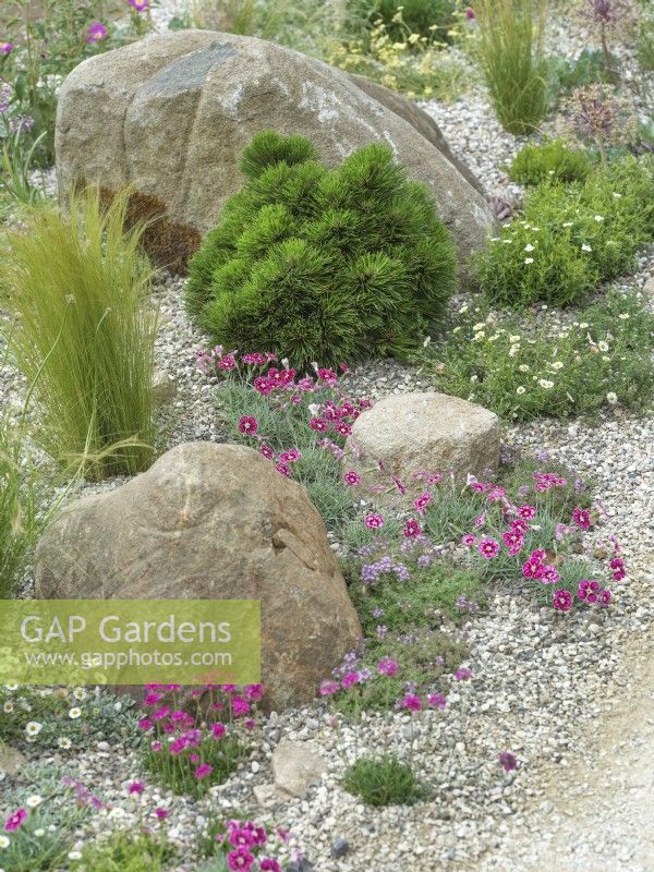 Jardin résistant à la sécheresse avec Dianthus et Erigeron fleuris parmi les rochers, avec Stipa tenuissima et Pinus mugo - Pin - derrière, été juin 