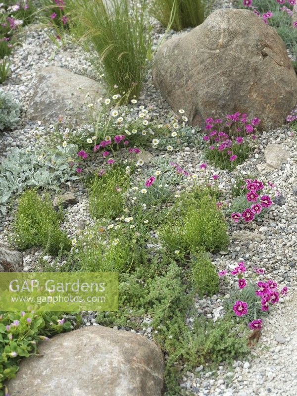 Jardin résistant à la sécheresse avec fleurs de Dianthus et d'Erigeron parmi les rochers, été juin 