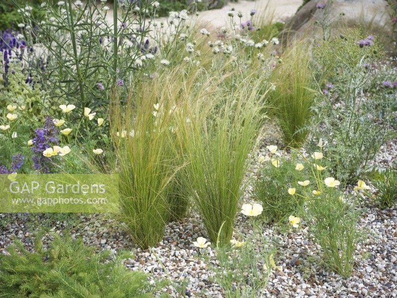 Jardin résistant à la sécheresse Stipa tenuissima et Eschscholzia californica - Pavot de Californie, été juin 