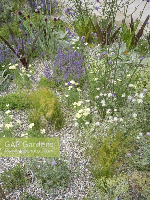 Jardin résistant à la sécheresse avec Eschscholzia californica - Pavot de Californie - et Silybum marianum - Chardon de St Mary - poussant parmi l'herbe Stipa tenuissima dans le gravier, été juin 