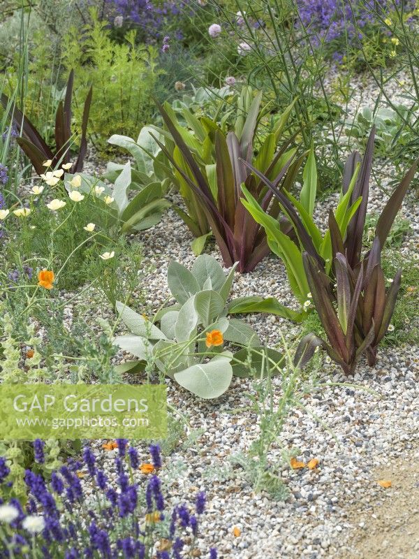 Jardin résistant à la sécheresse avec un feuillage dressé audacieux d'Eucomis comosa, de Senecio gris et des fleurs de coquelicots de Californie et de lavande anglaise, été juin 