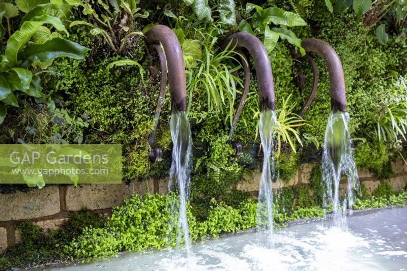 Un mur de Soleirolia soleirolii avec trois conduites d'eau métalliques qui se jettent dans une piscine du jardin d'écothérapie : conçu par Tom Bannister 