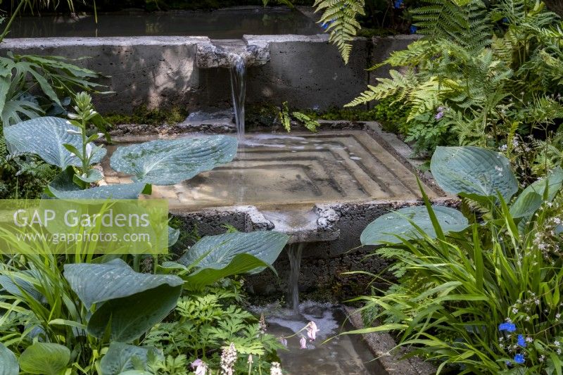 Hosta 'Big Blue' poussant près de la pièce d'eau, d'une série de piscines et d'un ruisseau sur le jardin d'écothérapie : conçu par Tom Bannister 