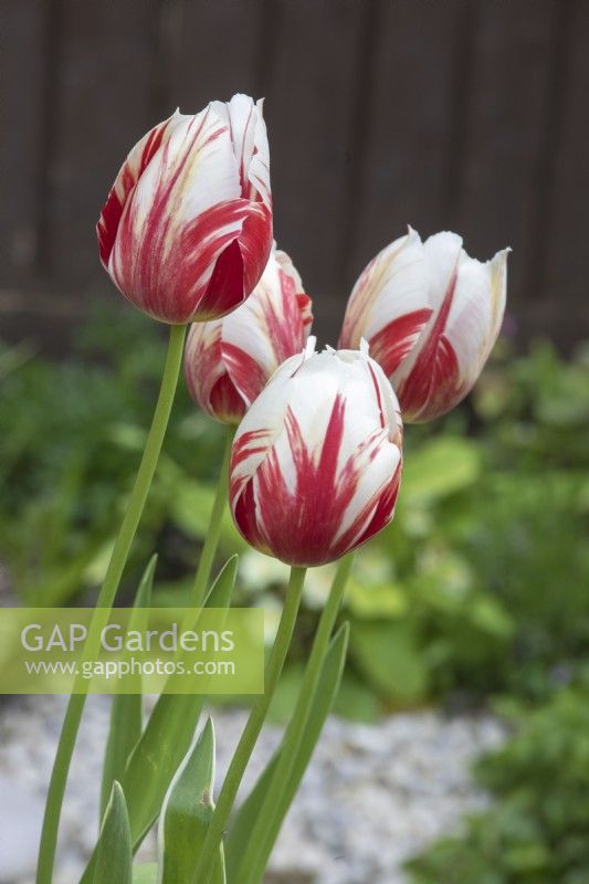 Tulipa Tulipe 'Grande Perfection' 