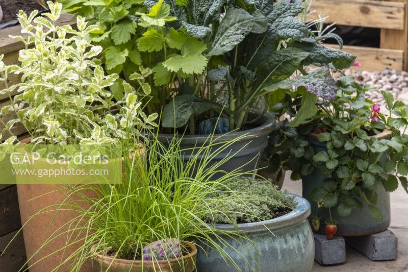 Herbes et légumes, dont la menthe, le thym, la ciboulette et le chou frisé, poussant dans des pots en terre cuite et vernissés - The Viewer's Garden - designer Pip Probert - BBC Gardeners' World Live 2024 