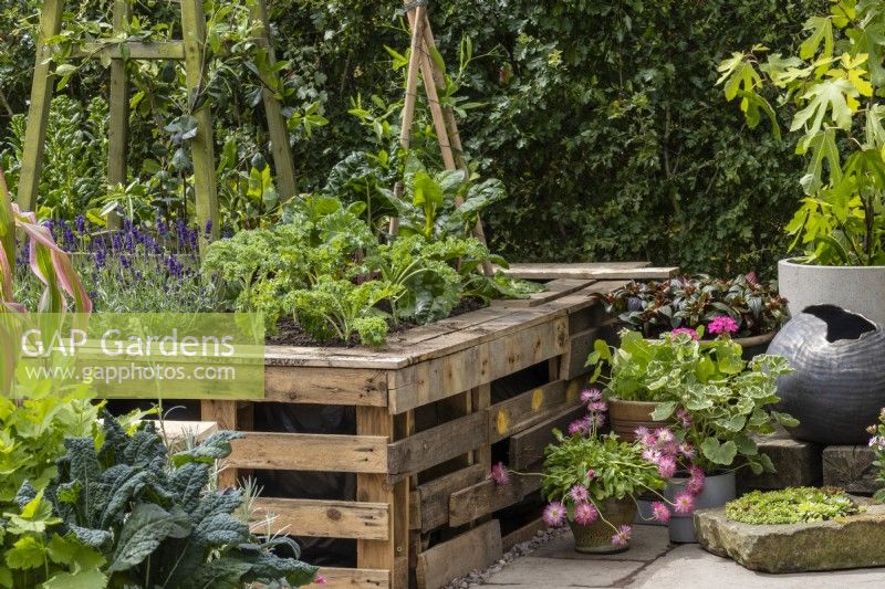 Parterre de fleurs surélevé fabriqué à partir de palettes de bois recyclées et planté de lavande et de chou frisé. Des pots de plantes annuelles d'été sont à côté - The Viewer's Garden - designer Pip Probert - BBC Gardeners' World Live 2024 