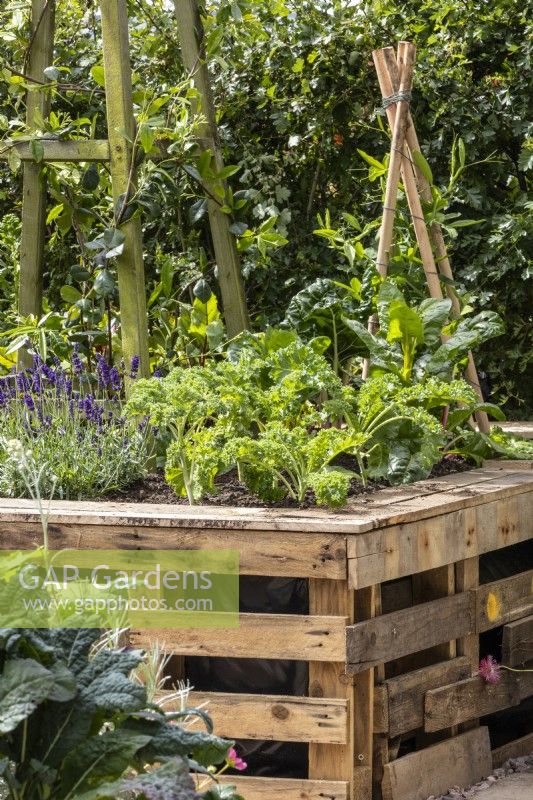 Parterre de fleurs surélevé fabriqué à partir de palettes en bois recyclées et planté de lavande et de chou frisé - The Viewer's Garden - designer Pip Probert - BBC Gardeners' World Live 2024 