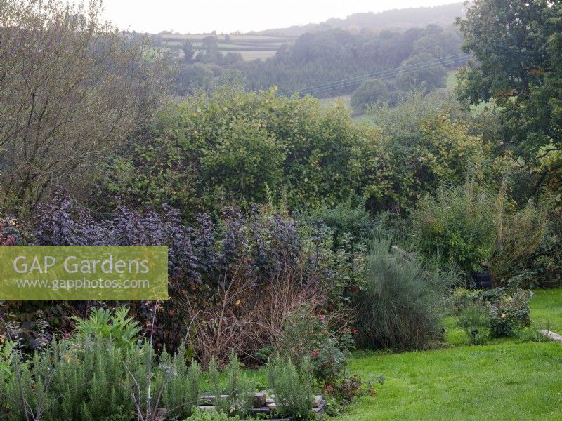 Le jardin de boutures de Zanna Hoskins, propriétaire de Spindle, une entreprise de fleuriste spécialisée dans le feuillage et les fruits, octobre. Automne, Dorset, Royaume-Uni. 