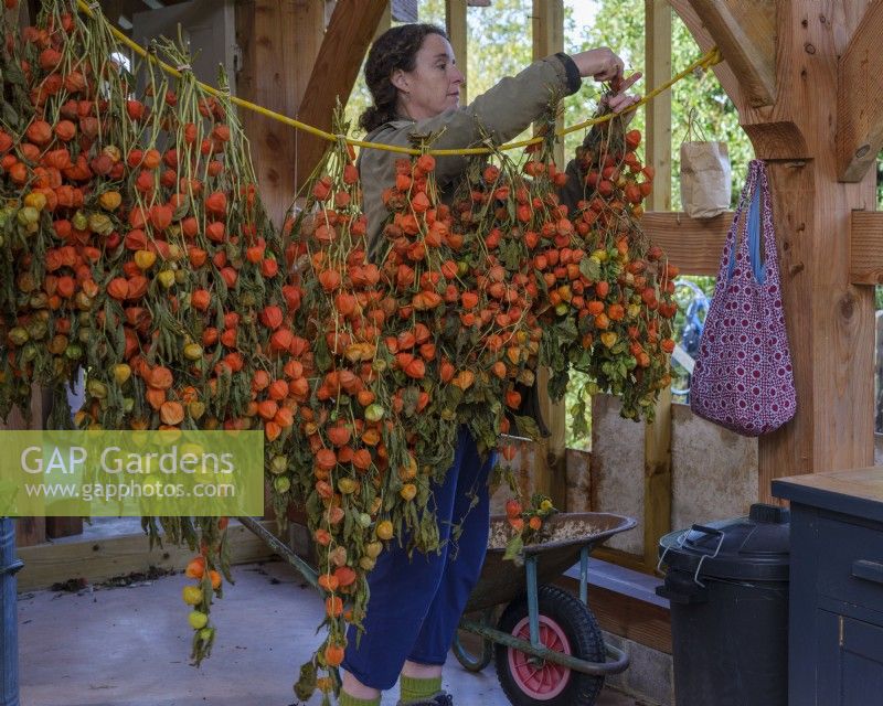 Fleuriste spécialisée dans le feuillage, Zanna Hoskins fait sécher les gousses de Physallis dans sa grange pour des arrangements saisonniers. Novembre, automne, Dorset, Royaume-Uni. 